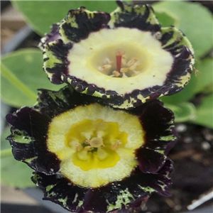 Primula Auricula 'Three Way Stripe'